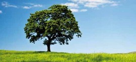 Salvaguardia dell'ambiente
